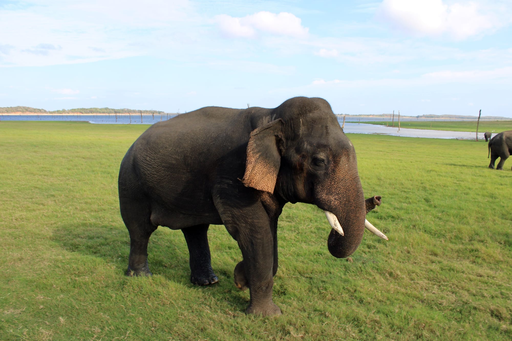 minneriya national park jeep safari