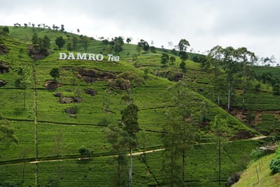 nuwara eliya day tour
