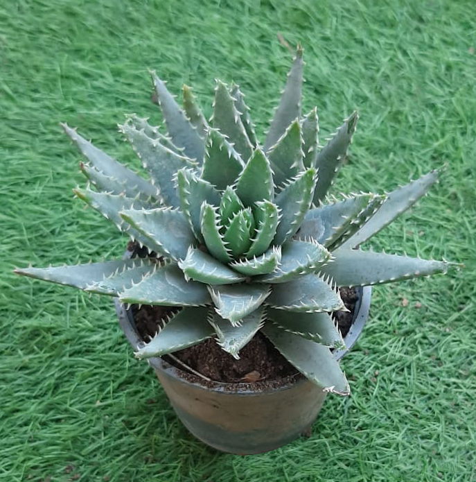 Aloe comptonii