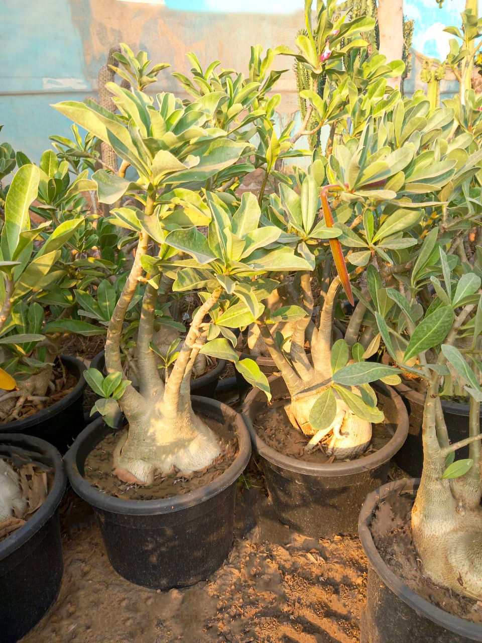 Adenium obesum