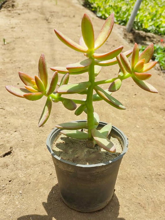 Sedum nussbaumerianum