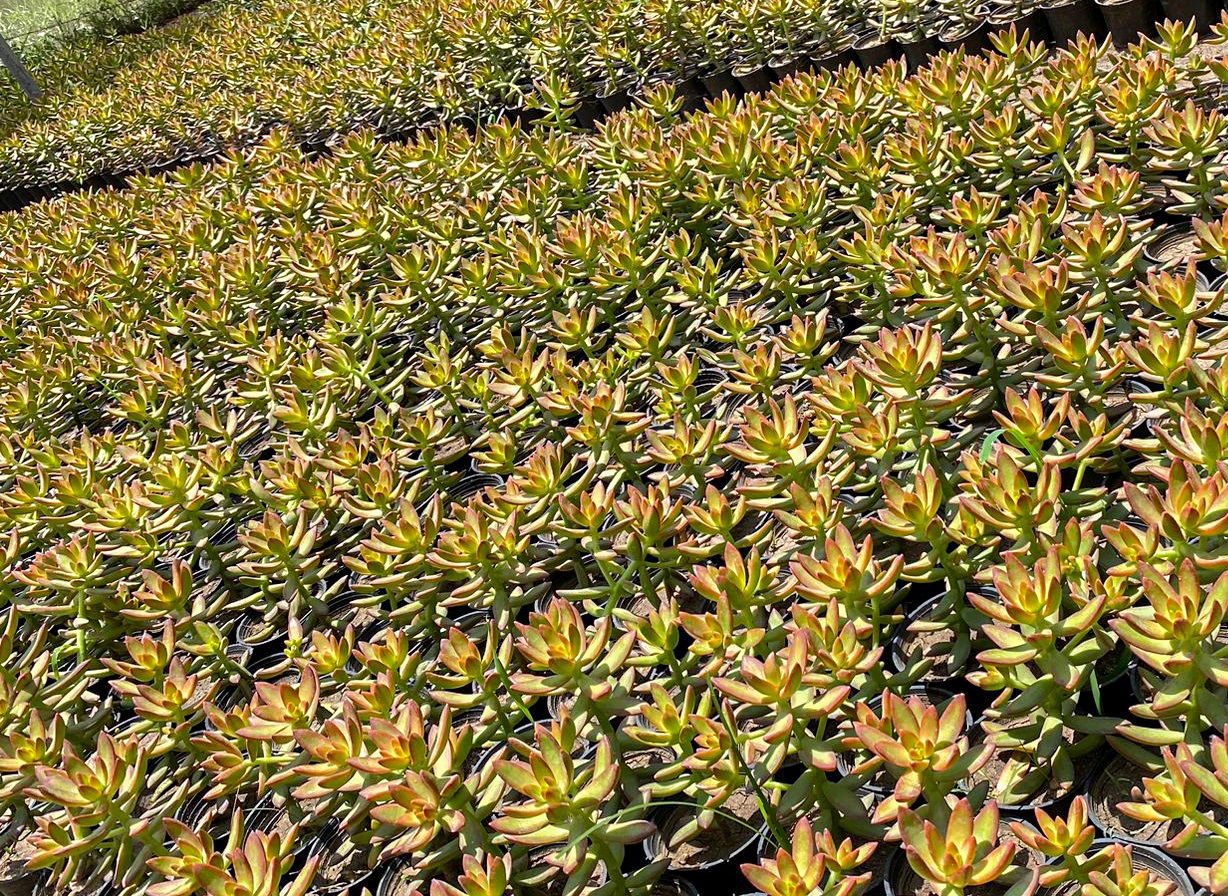 Sedum nussbaumerianum