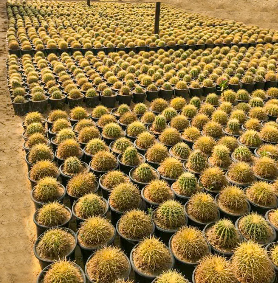 Echinocactus grusonii