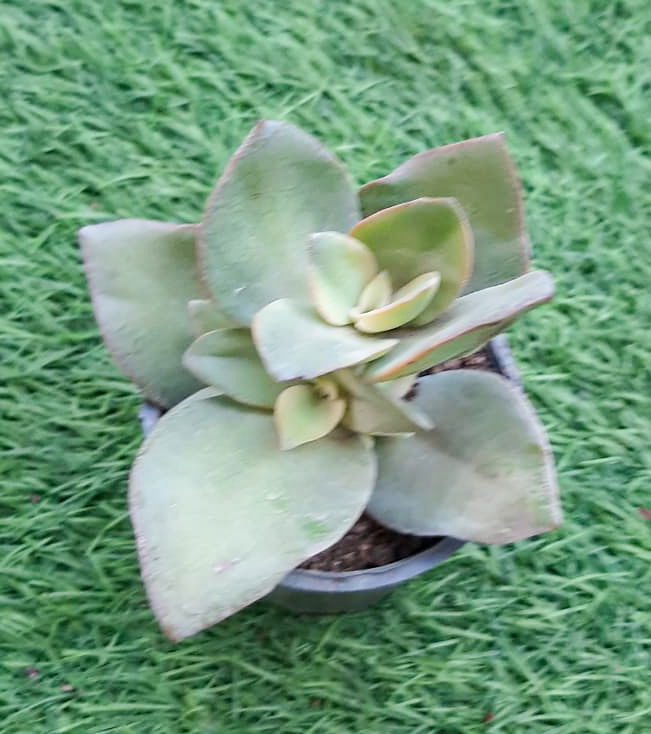 Crassula sp