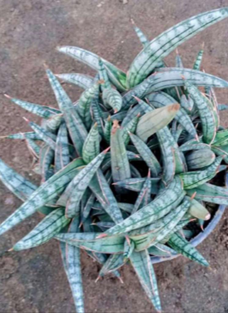 Sansevieria species