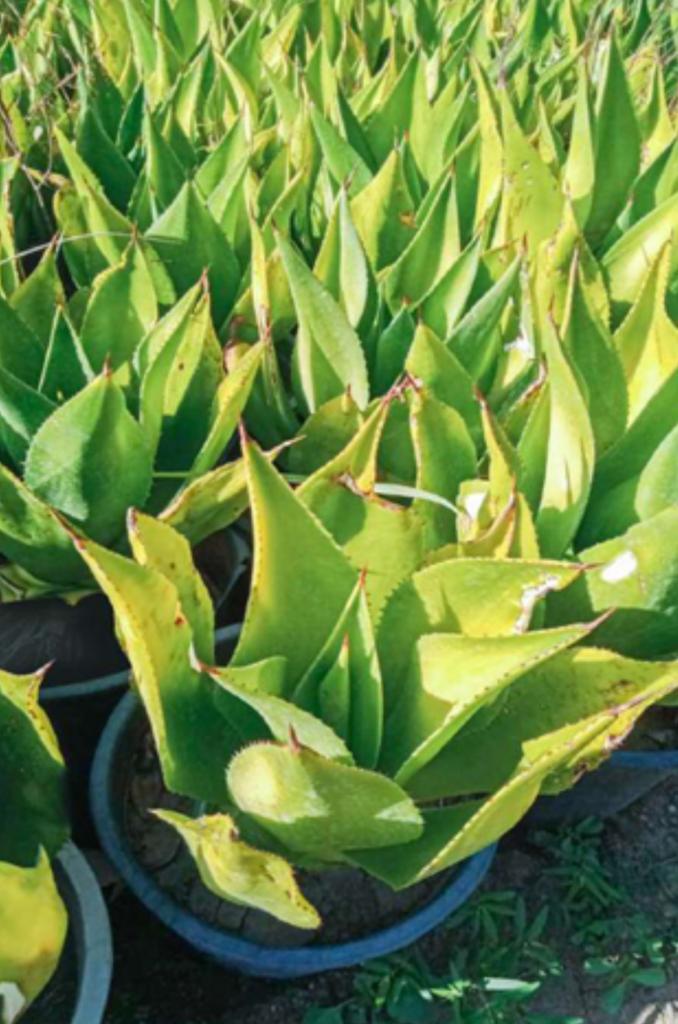 Agave mitis