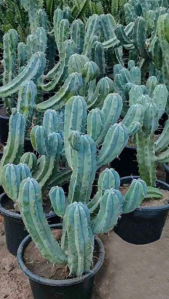 Myrtillocactus geometrizans