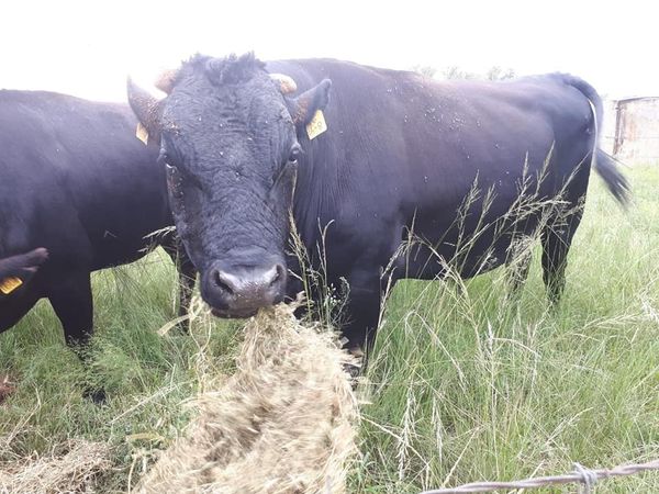 Wagyu Bull