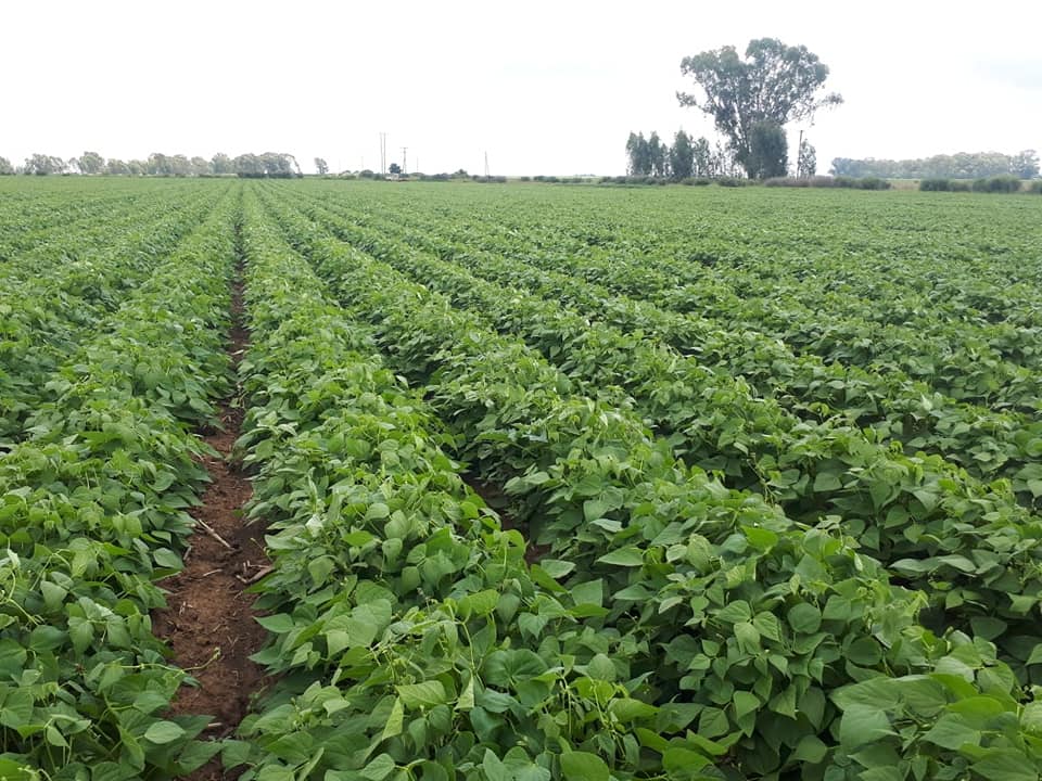 2021 Sugar Bean Crop