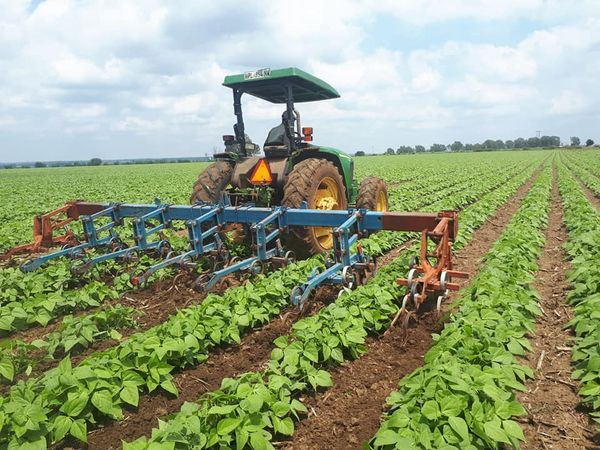 2021 Sugar Bean Crop