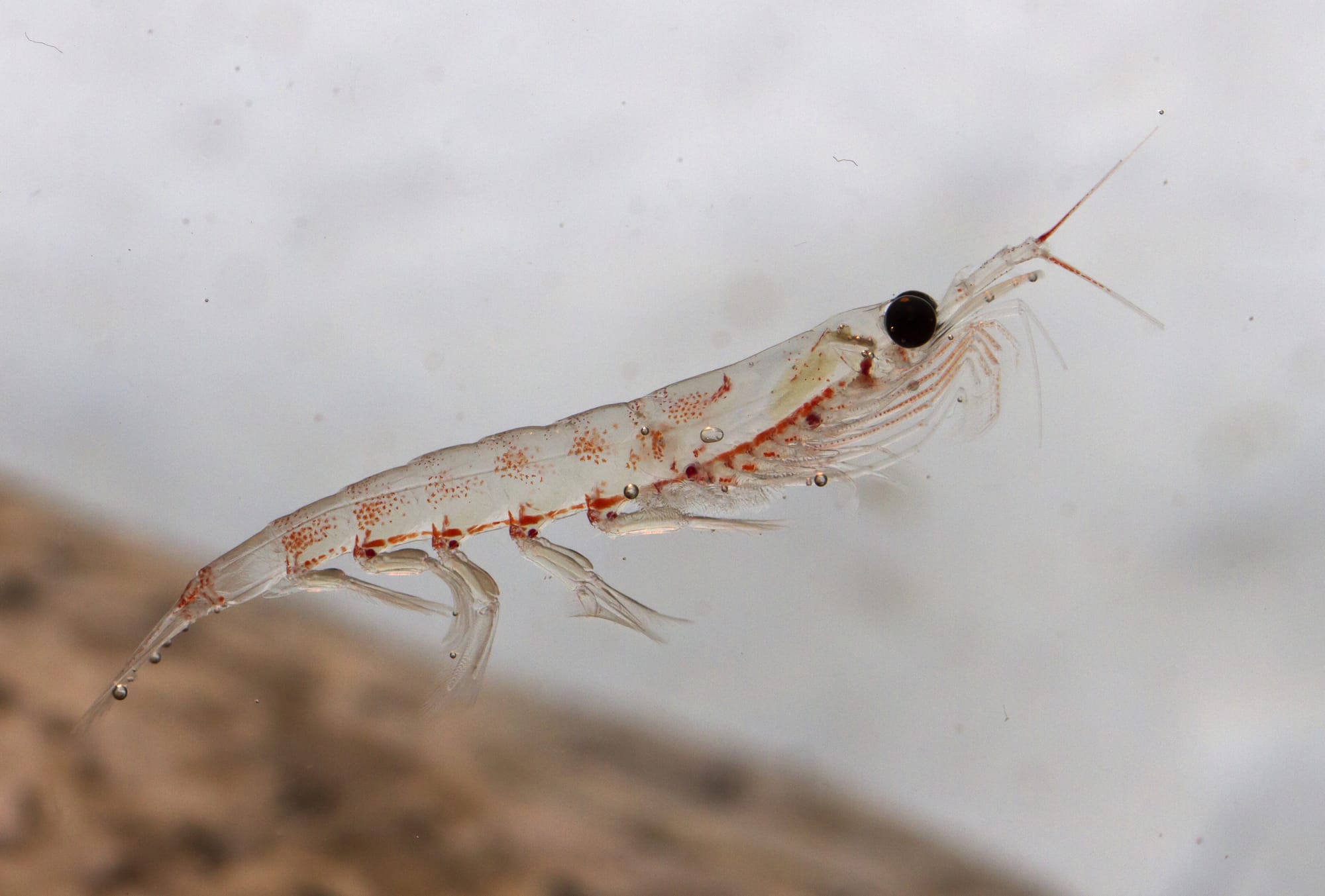 Krill