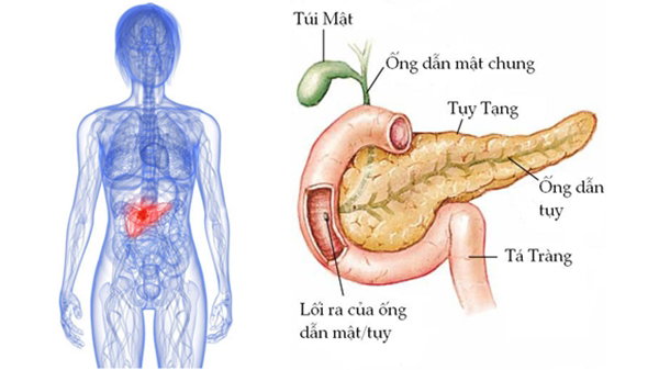 Một số phương án chữa trị bệnh tiểu đường