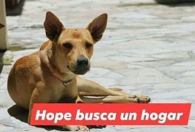Hope es más que esperanza…