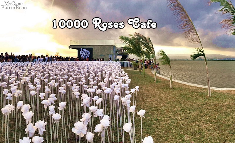 10,000 Roses Cafe