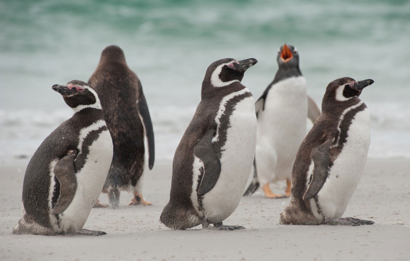 25 Cool Penguin Facts!