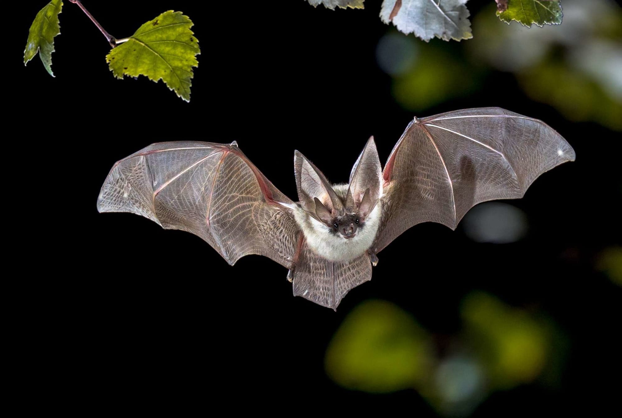 13 Fascinating Facts About Bats!