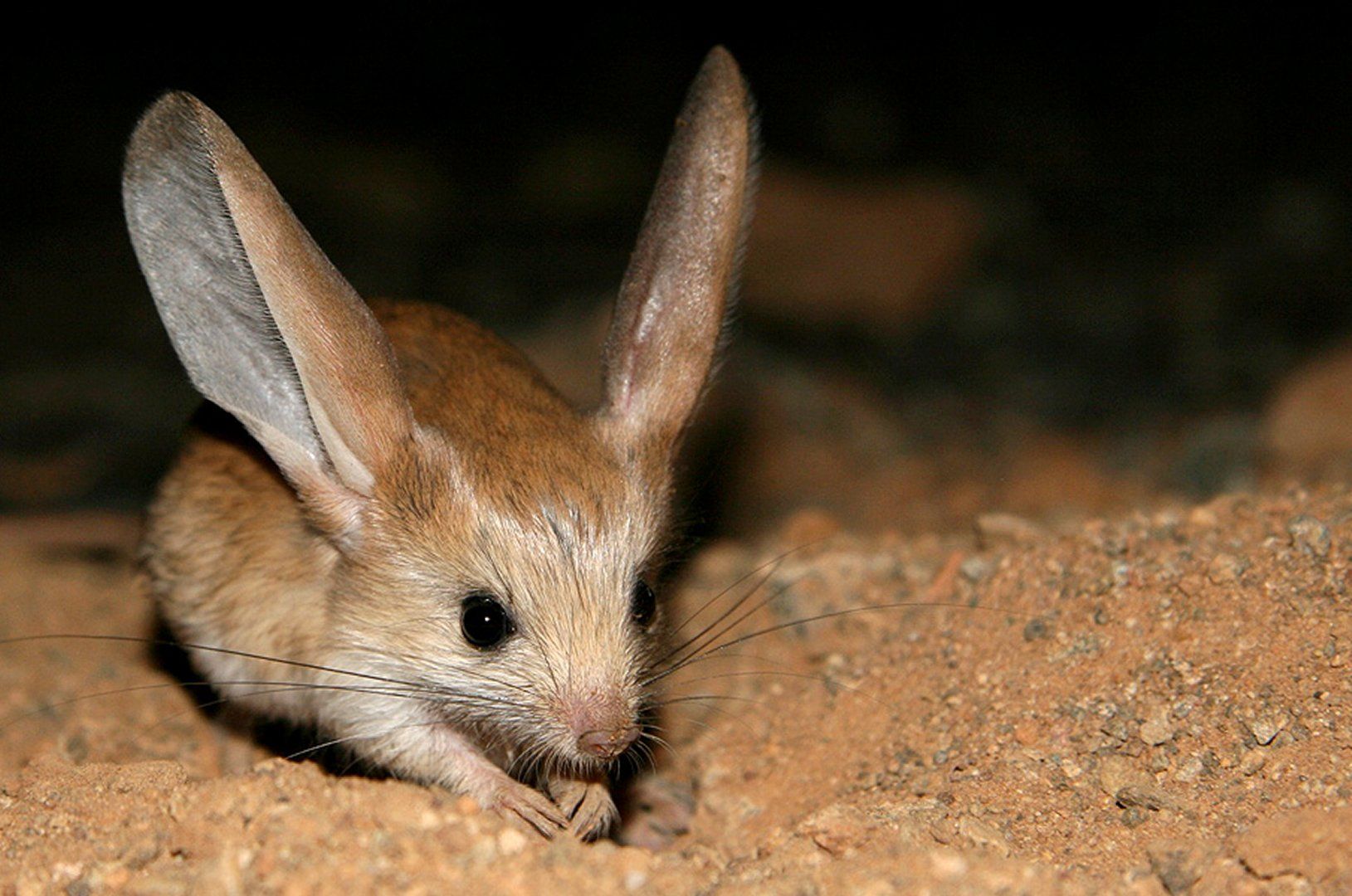 Awesome Facts About the Jerboa!