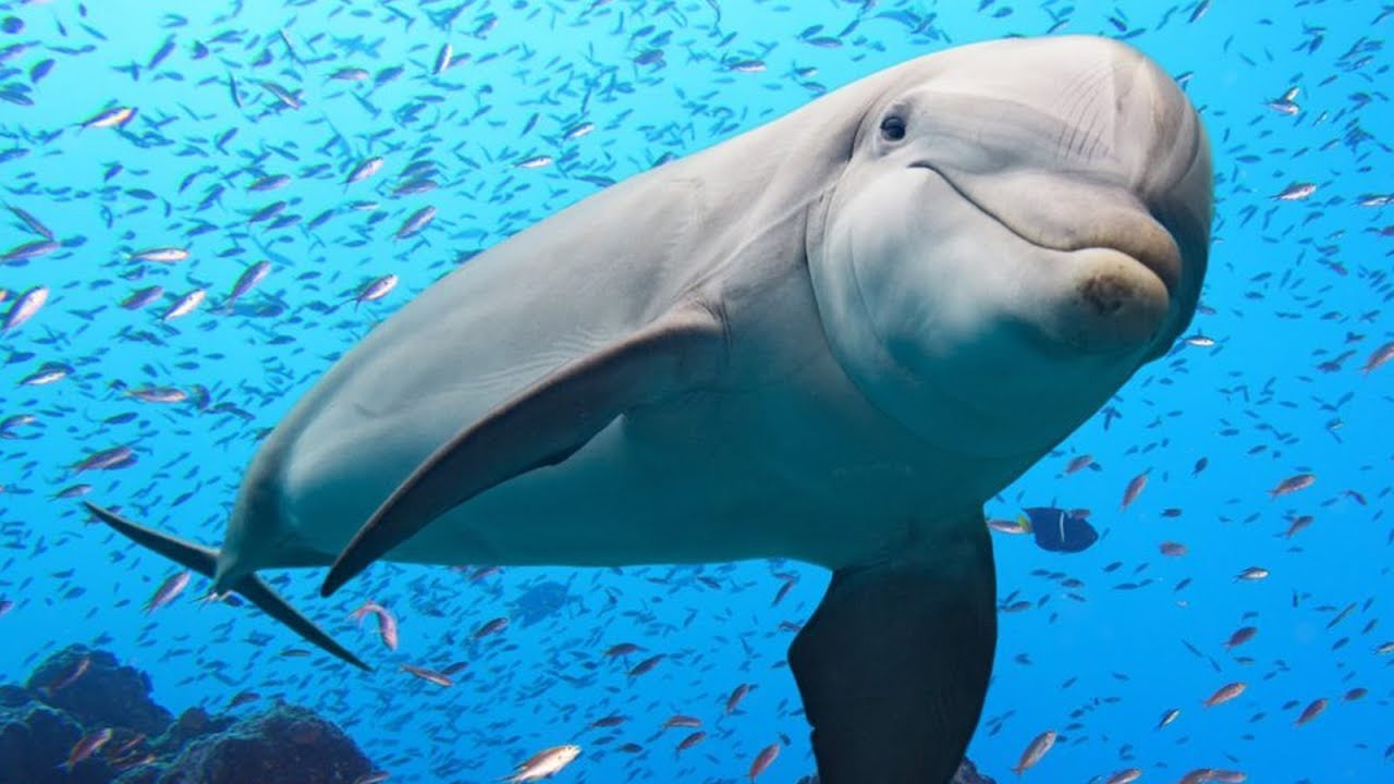 21 Funky & Awesome Facts About Dolphins!