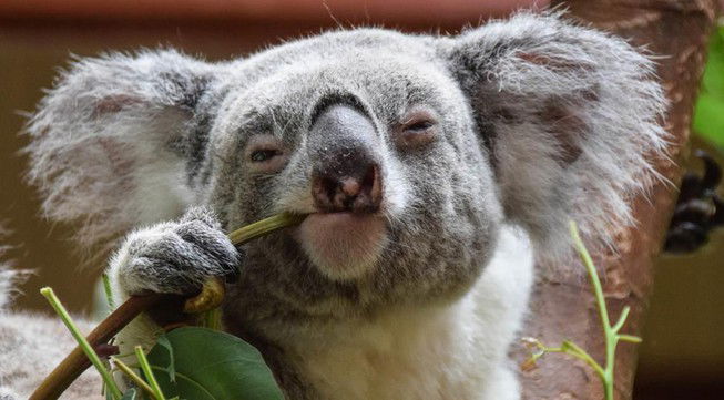 18 Awesome Facts About Koalas!