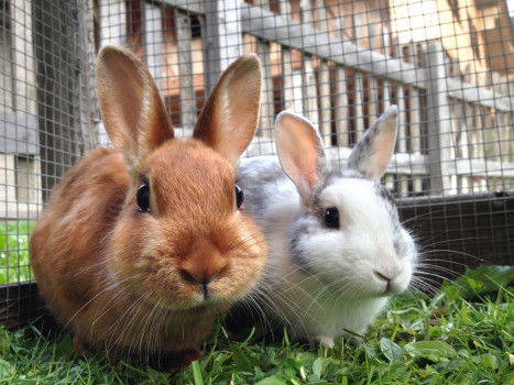 20 Fascinating Facts About Rabbits!