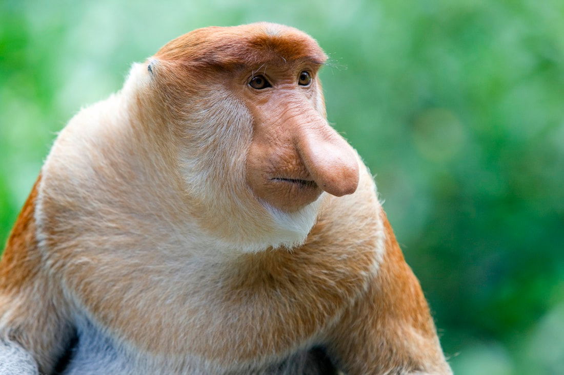 10 Wacky Facts About Proboscis Monkeys!