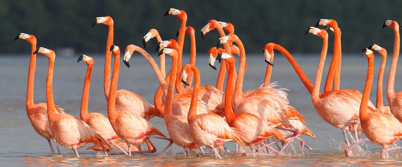 15 Awesome Flamingo Facts!