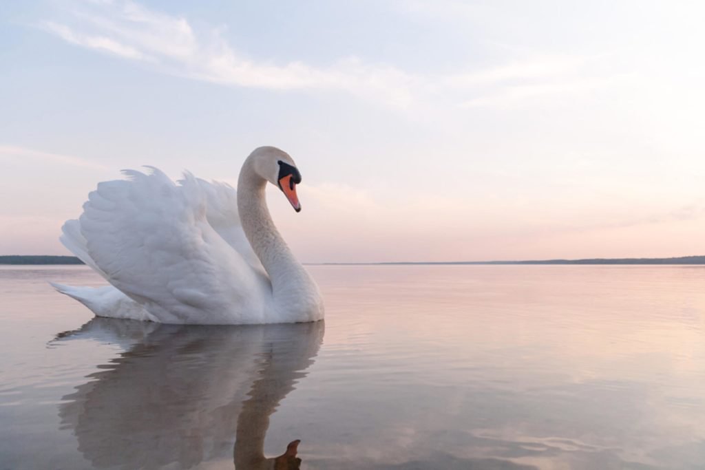 15 Most Incredible Swan Facts!