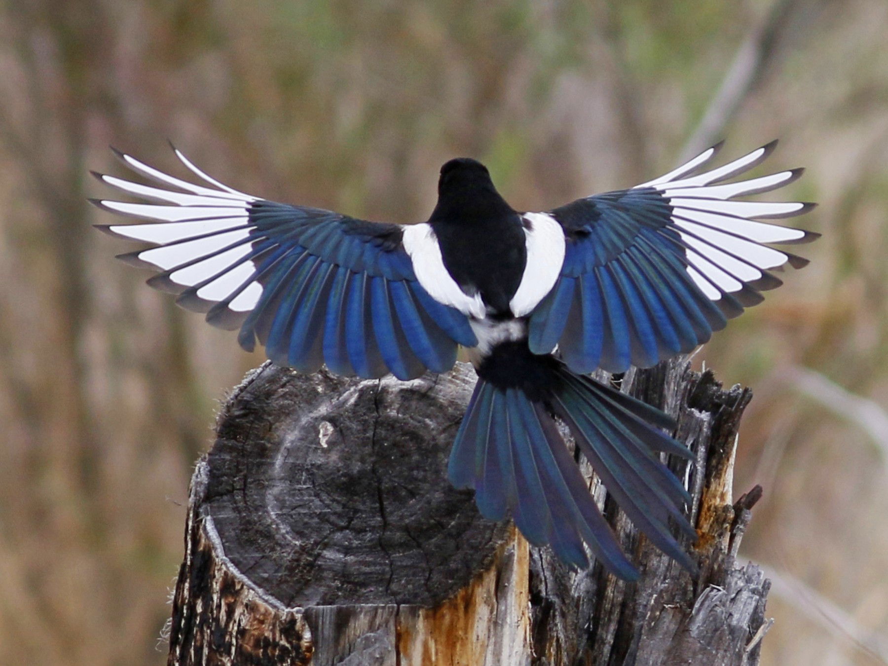 The Myth & Truth Behind Magpies!