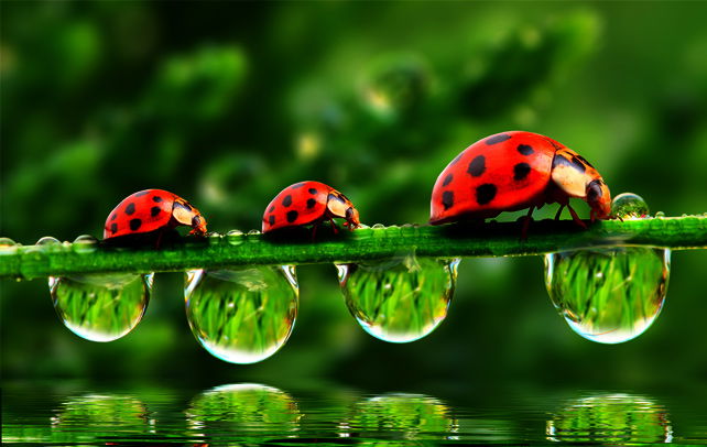 Top Cool Facts About Ladybugs!