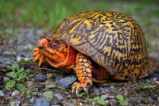 10 Most Random Facts About Turtles!