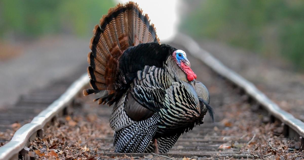 25 Interesting Facts About Turkeys!