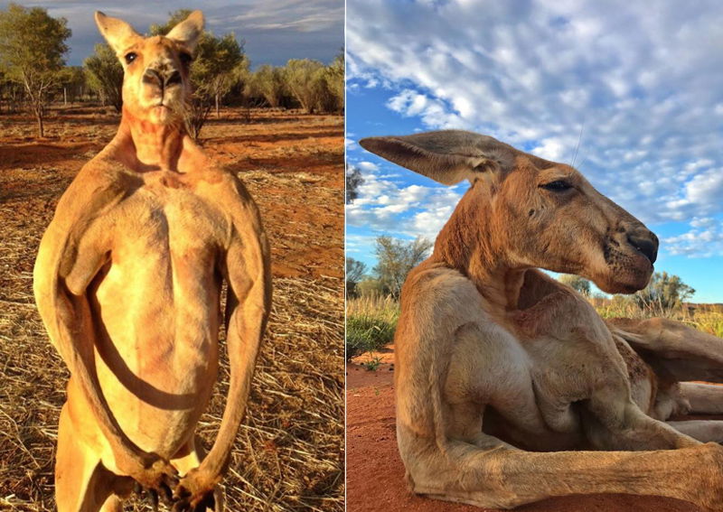 17 Funky Facts About Kangaroos!