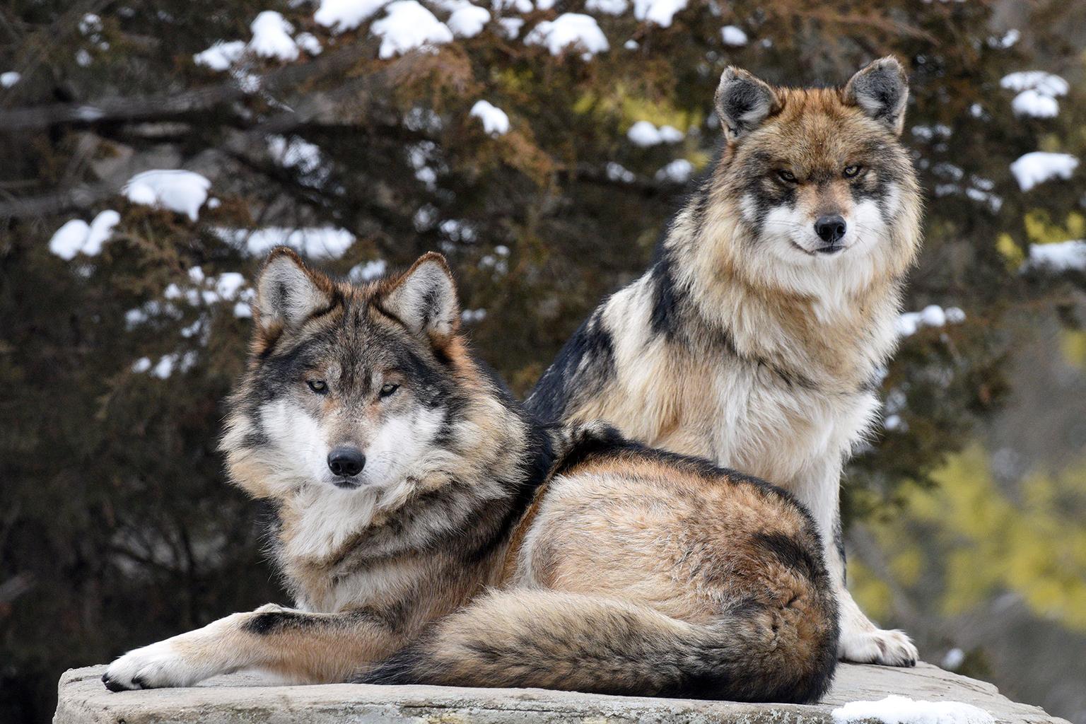 30 True Facts About Wolves!