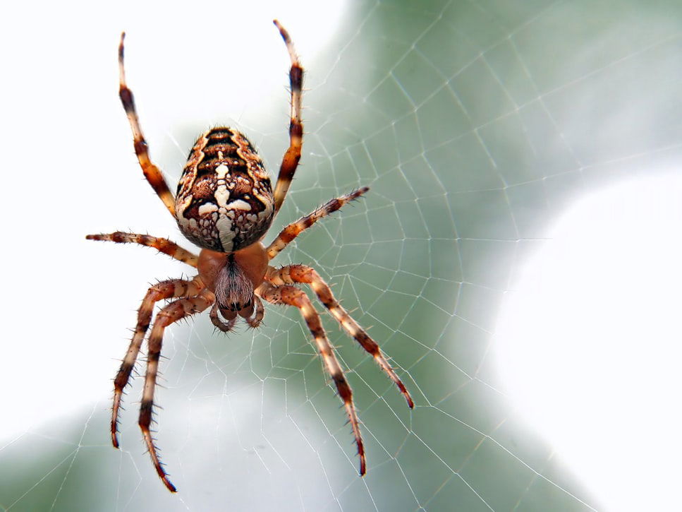 8 Most Incredible & Creepy facts about Spiders!