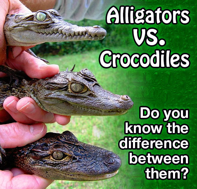 7 main differences between Alligators Vs Crocodiles!