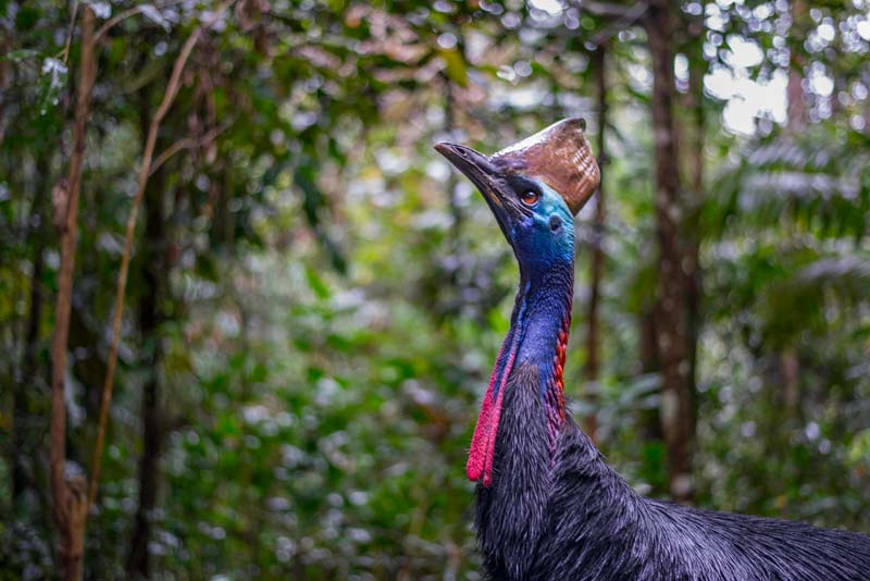 One of the World’s Most Dangerous Bird — Cassowary