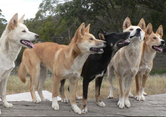 30 Furry & little known facts about Dingoes