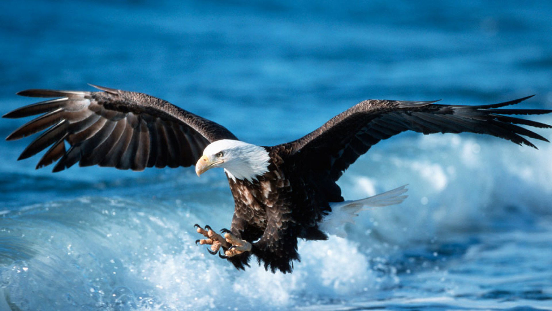 30 Fascinating facts about Eagles for your children!