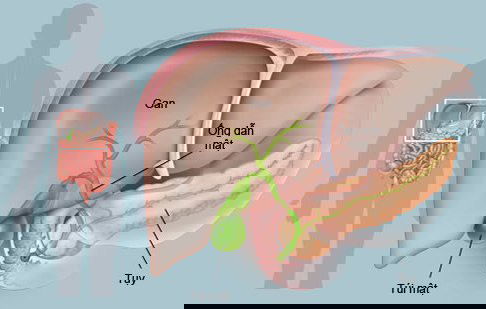 Xet nghiem chuc nang gan co quan trong khong