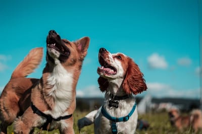 3. Dogs image