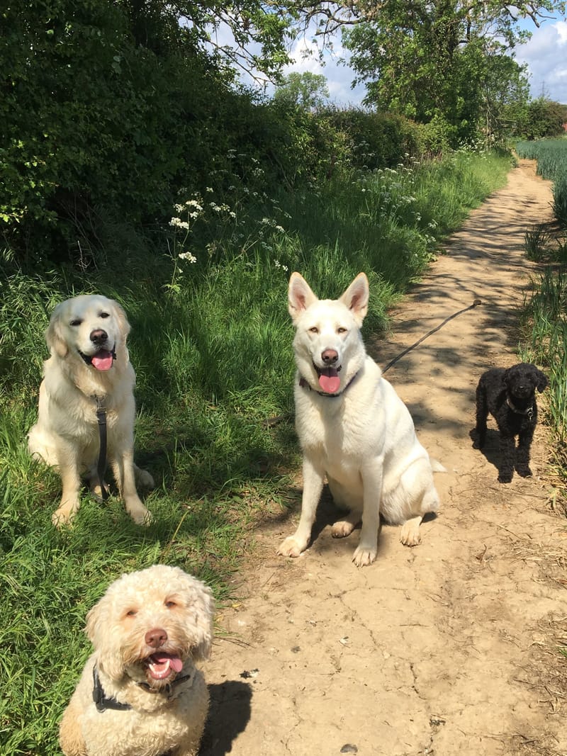 Pack Walk