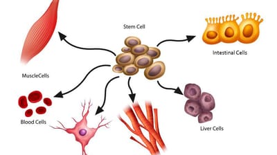 Stem Cell Power