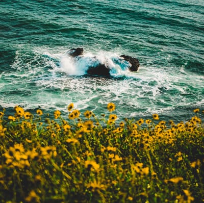 How international students work in the US