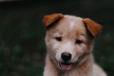 Puppy training image