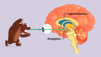 ¿Qué es la ansiedad?