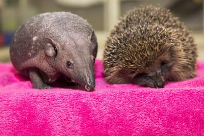 Some Facts about Spud: The Spineless Hedgehog