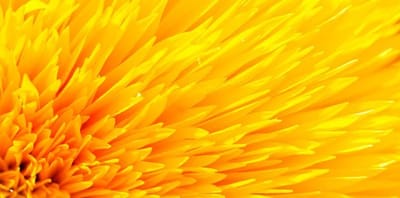 Interesting Facts About Color Yellow