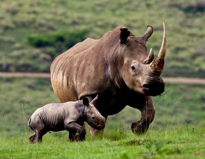 Rhinos & 20 Fascinating Facts about that
