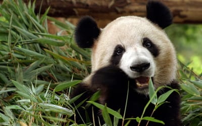26 Cool facts about Giant Pandas