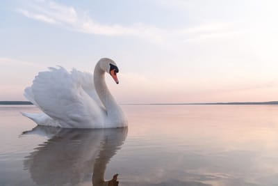 15 Most Incredible Swan Facts